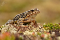 Skokan hnedy - Rana temporaria - Grass Frog 0364